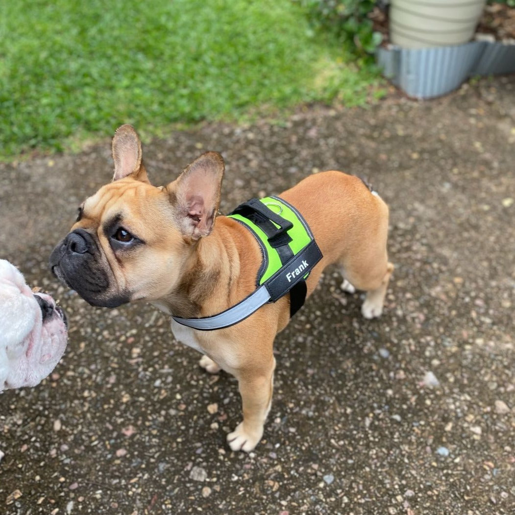 Ultimate Personalized No Pull Dog Harness