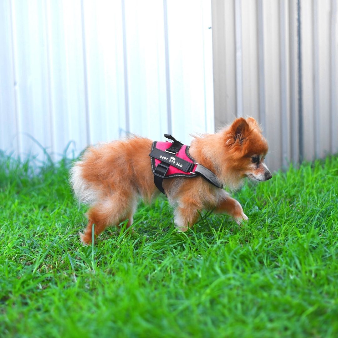 Ultimate Personalized No Pull Dog Harness