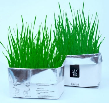 Soilless Organic Cat Grass ¨C Indoor Grass for Cats, Hairball & Digestion Support